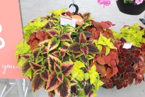 Confetti Garden Fiore Square