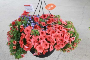 Confetti Garden Water's Edge