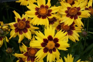 Coreopsis 'Sun Kiss' (Kieft Seed)