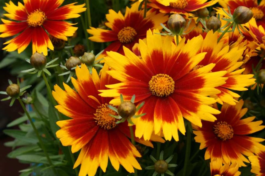 2016 Industry Choice Winner: Coreopsis Uptick Series (Darwin Perennials)