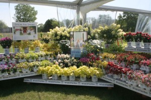 Corner merchandising at Proven Winners