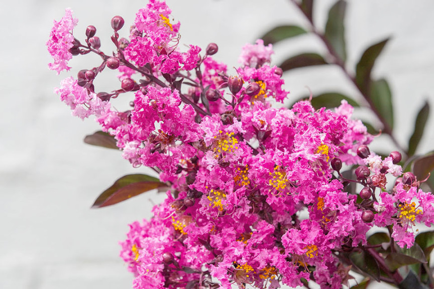 Crape Myrtle ‘Delta Fusion’ (Southern Living and Sunset Western Garden Collection at Pacific Plug & Liner, Watsonville, CA)