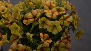 Dr. Allan Armitage’s Top Picks From Floricultura And Sakata During 2016 California Spring Trials