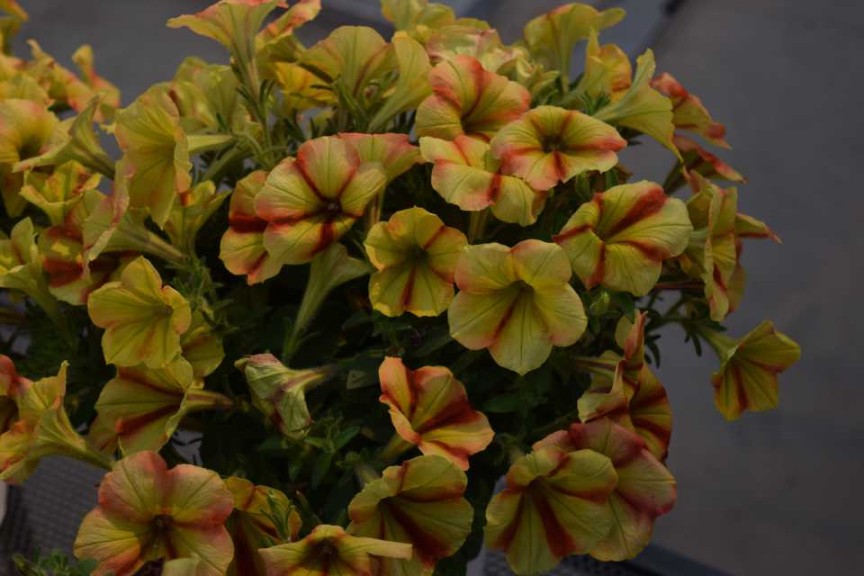 Crazytunia Citrus Twist