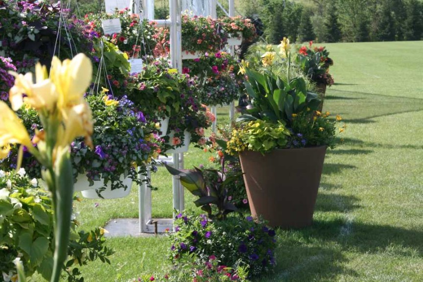 Crescent Container at Proven Winners