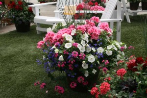 Custom Geranium Combo, pink