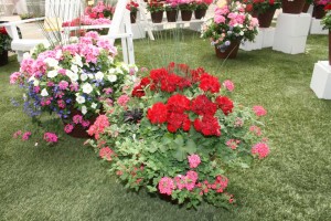 Custom Geranium Combos