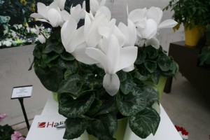 Cyclamen 'Halias HD White' (Ch. Morel)