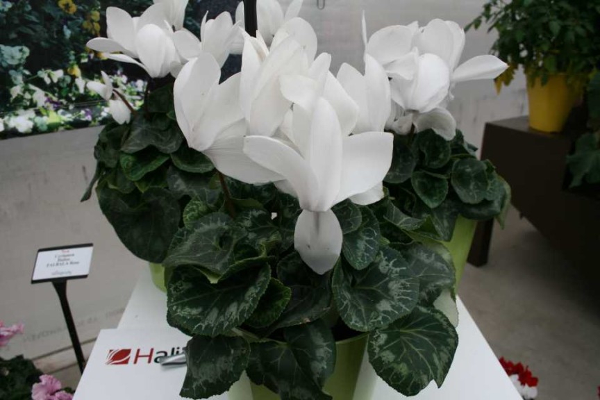 Cyclamen 'Halias HD White' (Ch. Morel)