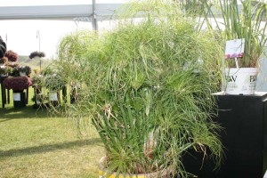 Cyperus 'Prince Tut' (Proven Winners)