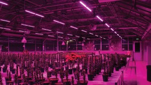 New Report Highlights Potential Energy Savings of LEDs for Greenhouse Growers