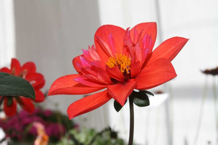 Dahlia Dream Time (KiwiFlora)