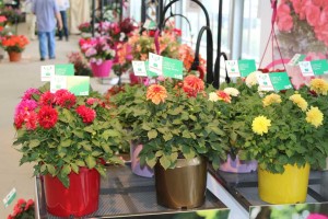 Dahlia LaBella Grande