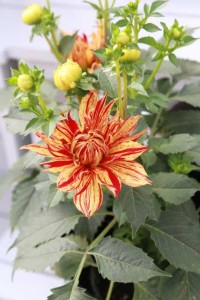 Dahlia Painter Series (PlantHaven)