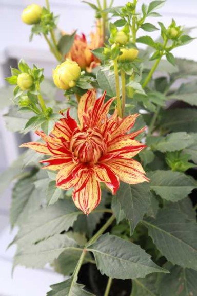 Dahlia Painter Series (PlantHaven)