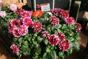 Dahlia 'Starsister Crimson Stripes' (Dümmen Orange)