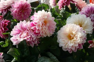 Dahlia 'Starsister Flamed Rose' (Dümmen Orange)