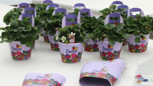 ABZ Seeds’ Delizz Strawberry Makes Mouths Water At Speedling’s California Spring Trials