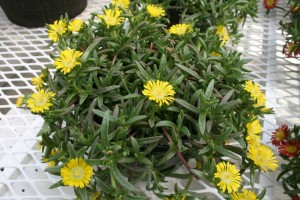 Delosperma Wheels of Wonder (Jaldety)