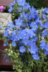 Delphinium 'Planet Blue' (Sakata Ornamentals)