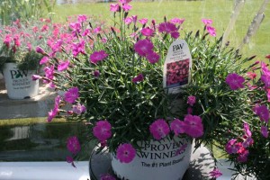 Dianthus Paint the Town Fuchsia