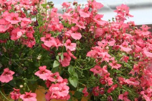 Danziger 2016 New Variety Introductions