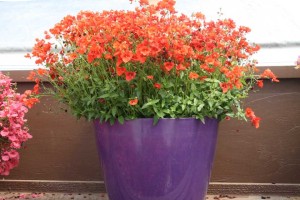 Danziger 2016 New Variety Introductions