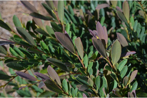Distylium ‘First Editions Cinnamon Girl’ (Bailey Nurseries at Pacific Plug & Liner, Watsonville, CA)