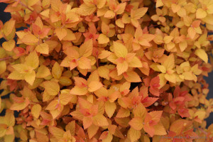 Spiraea ‘Double Play Candy Corn’ (Proven Winners Spring Meadow, Kirigin Cellars Winery, Gilroy, CA)