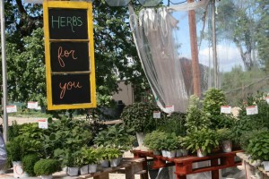 Dümmen Herbs Collection