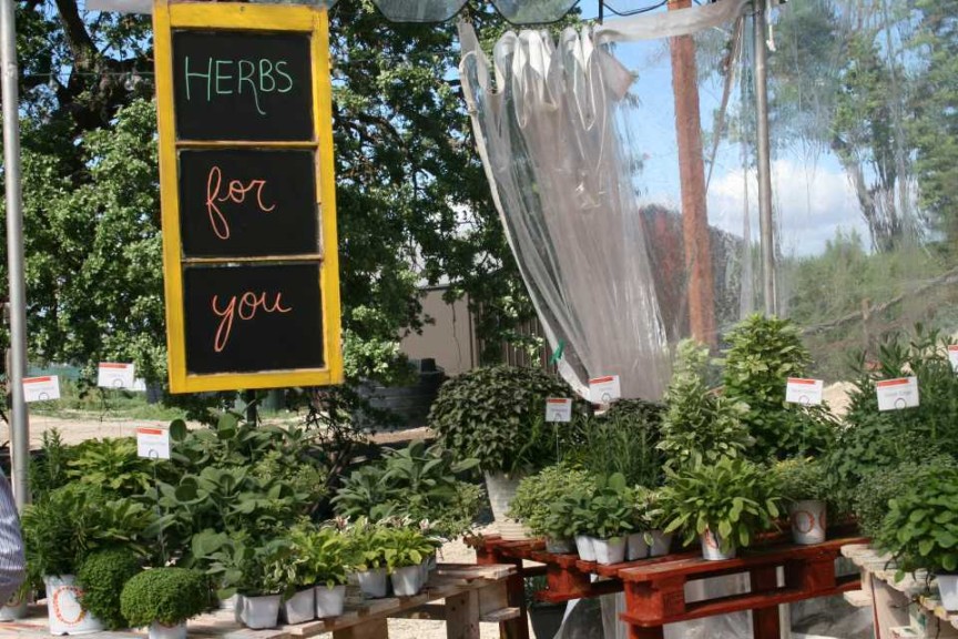 Dümmen Herbs Collection