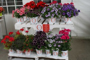 Dummen Orange for you optional pots