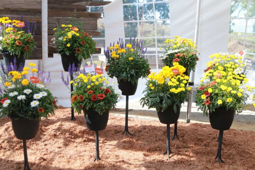 Dümmen Perennial Combos