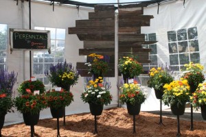 Dümmen Perennial Combo Overview