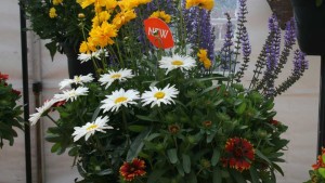 Dümmen Orange Succulent Combos Stole The Show At BarrelHouse Brewing 2016 California Spring Trial Location