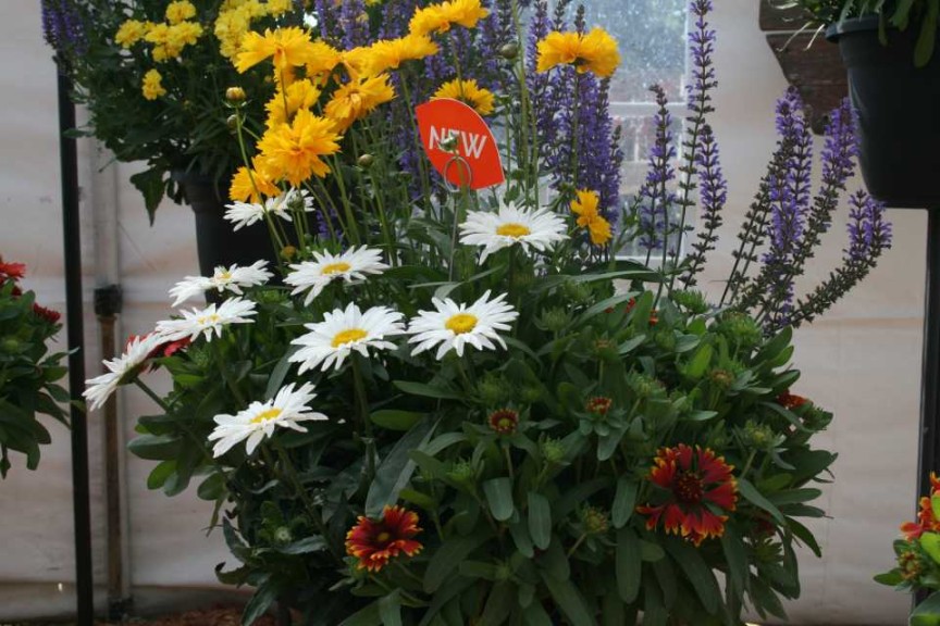 Dümmen Perennial Combos