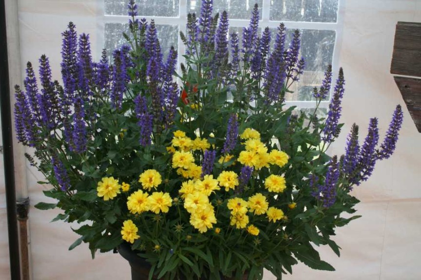 Dümmen Perennial Combos