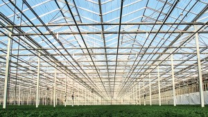 Dutch Greenhouse Builders Facing Tariff-Related Challenges