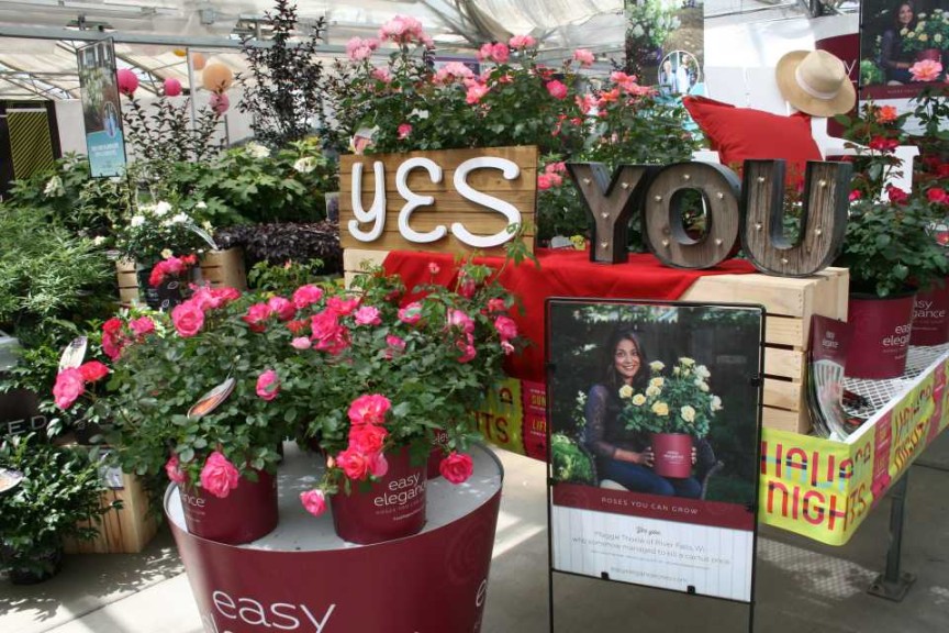 Easy Elegance Roses (Bailey Nurseries)