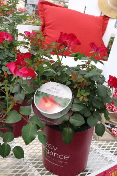 Easy Elegance Roses You Can Grow