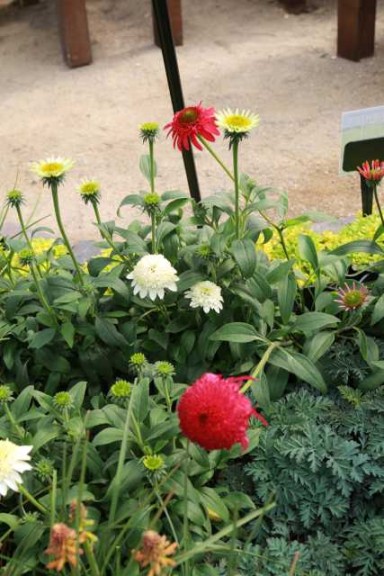 Echinacea 'Puff White' and 'Puff Red' (Terra Nova Nurseries)