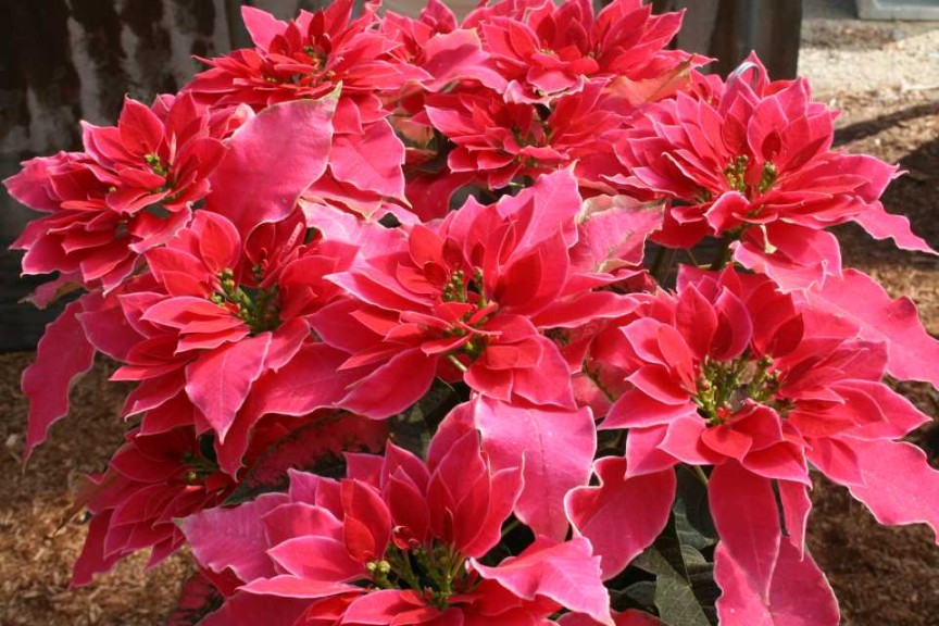 Euphorbia 'Luv U Hot Pink' (Dümmen Orange)