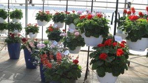 American Takii Commemorates 180 Years Of Industry Commitment At California Spring Trials 2016