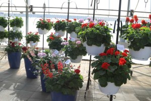 Experimental geraniums on display at American Takii