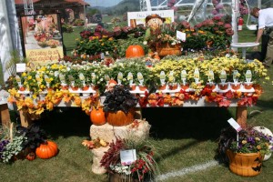 Fall Display At Proven Winners