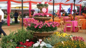 Fun Display Ideas From California Spring Trials