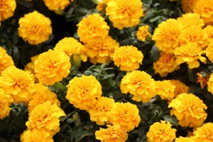 French Marigold 'Hot Pak Gold' from PanAmerican Seed (Oklahoma State University Field Trials)