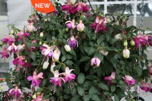 Fuchsia Aretes Upright Rio Grande