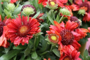 Gaillardia 'Mesa Red' (Kieft Seed)