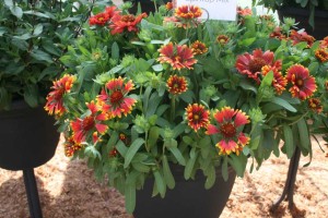 Gaillardia 'Spin Top Mix' (Dümmen Orange)